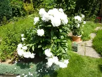 PPfingstrosen.webp