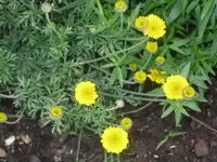 10.06.2010 003.webp