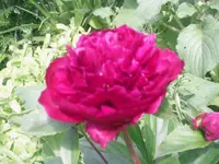 10.06.2010 012.webp