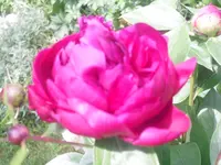 10.06.2010 016.webp