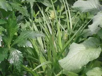 10.06.2010 019.webp