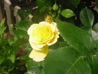 10.06.2010 030.webp