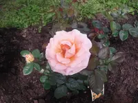 10.06.2010 035.webp