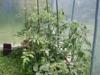 10.06.2010 041.webp