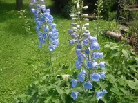 10.06.2010 042.webp