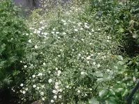 10.06.2010 043.webp