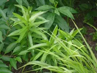 10.06.2010 065.webp