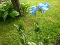 Garten Mai9 019.webp