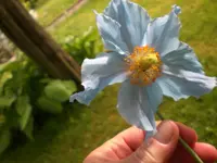 Garten Mai9 020.webp