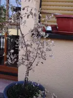 Eukalyptus.webp