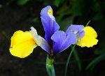 blau-gelbe Iris.jpg