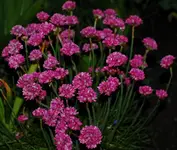 DSC_5408.webp