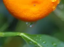 DSC_5447.webp