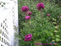 PIC00359.webp