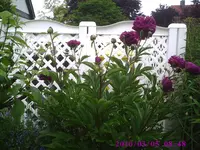 PIC00362.webp