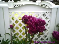 PIC00364.webp