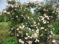 IMG_1454.webp
