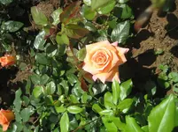 IMG_1457.webp