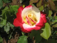 IMG_1462.webp