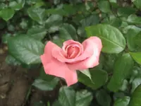 IMG_1470.webp