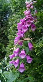 IMGP3238 - 2010-06-10- fingerhut rosa-violett teich.webp