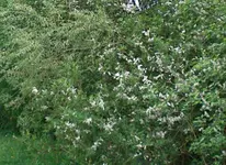 Schneeflockenbaum 1.webp