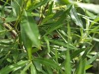 Blätter mit Käfer.webp