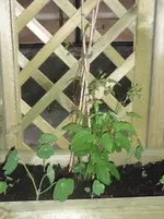 9.06.2010 035.webp