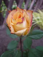 9.06.2010 031.webp