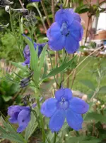 9.06.2010 033.webp