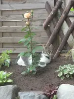 9.06.2010 027.webp