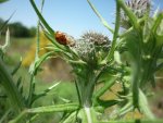 Insekten 043 Vergrößerung2.JPG