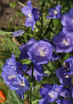 Glockenblume.webp
