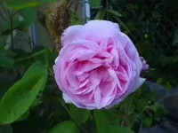 Rosen Garten 2010 004.webp