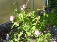 Rosen Garten 2010 001.webp