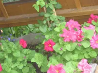 060.webp