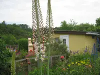 050.webp