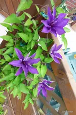P1010777-1.webp