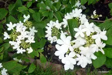 P1010786-1.webp