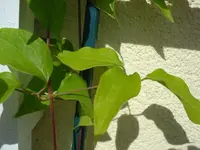 Clemi 2.webp