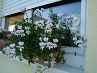 am Fenster.webp
