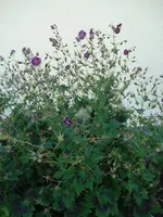 Akelei.webp