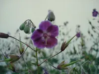 Aklei 2.webp