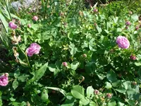 Strauchrose.webp