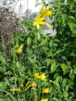 Tagiris.webp
