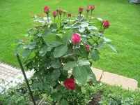 IMG_4785.webp