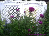 Pfingstrose2.webp