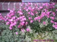 Sonnenröschen.webp