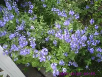 Veronika.webp