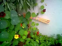 Dschungel 2.webp